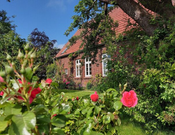 Seitenansicht durch Rosenbüsche