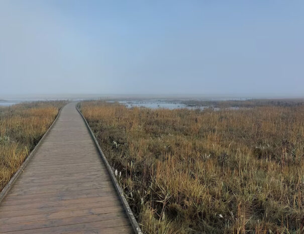 Bohlenweg durch das Natur Erleben Langwarder Groden